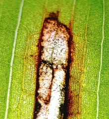 Synchysa tricincta