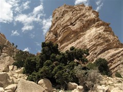 Juniperus