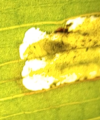 Synchysa tricincta