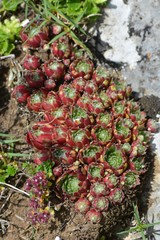Sempervivum