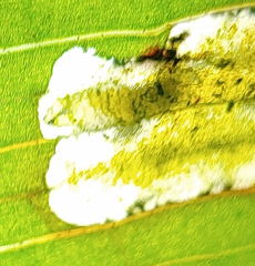 Synchysa tricincta