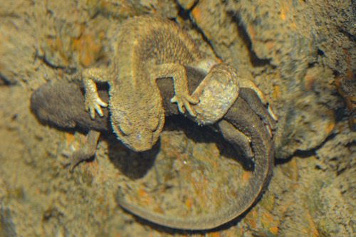 Pyrenean Brook Salamander, photo 6 of 8