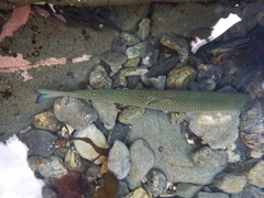 Salvelinus malma