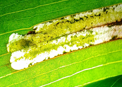 Synchysa tricincta