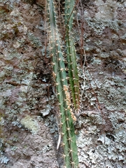 Disocactus speciosus speciosus