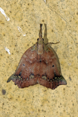 Hyboloma
