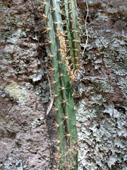 Disocactus speciosus speciosus