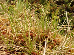 Trichophorum pumilum