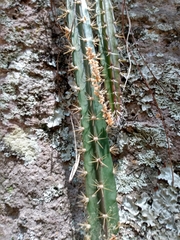 Disocactus speciosus speciosus