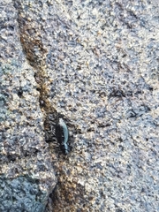 Aegialites debilis