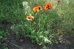 Papaver commutatum