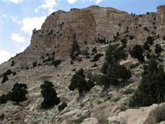 Juniperus