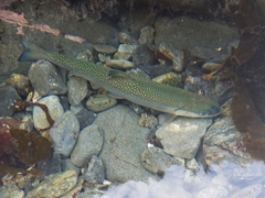 Salvelinus malma