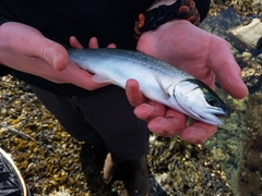 Salvelinus malma