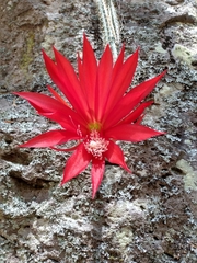 Disocactus speciosus speciosus