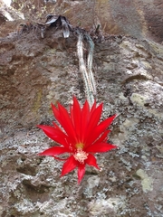 Disocactus speciosus speciosus