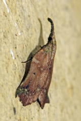 Hyboloma
