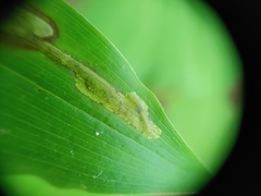Synchysa tricincta
