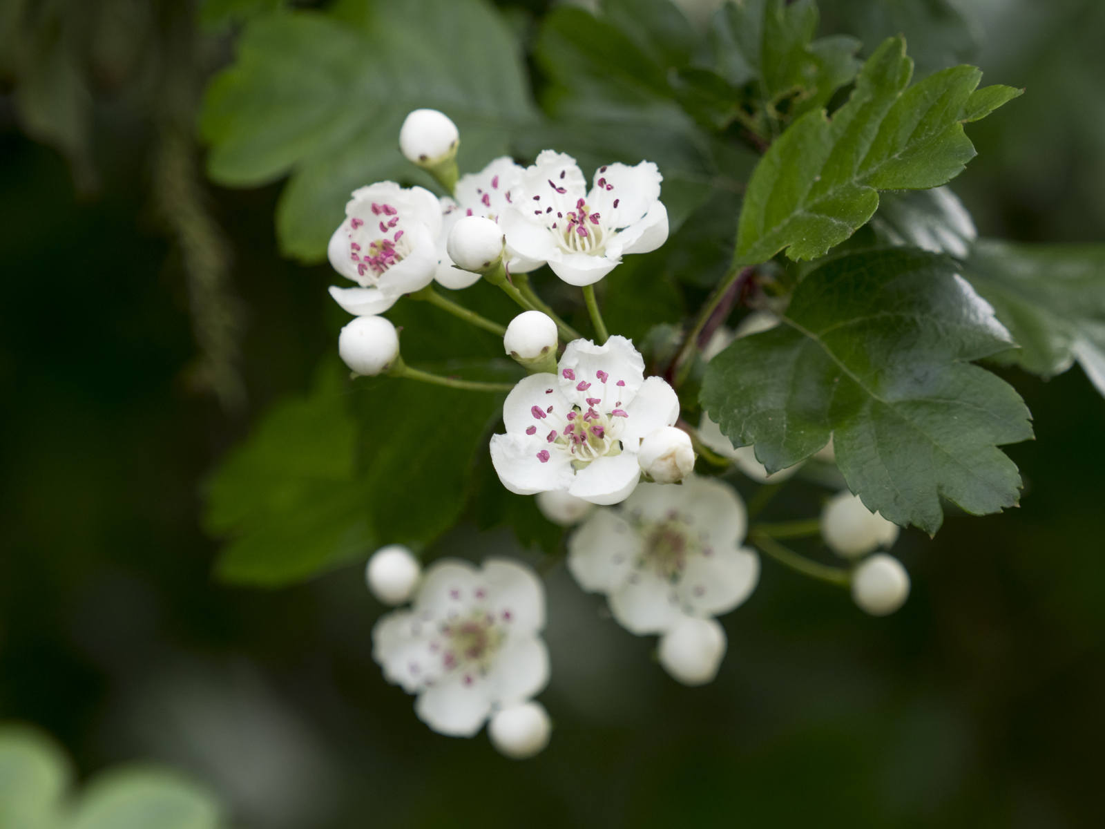 Crataegus