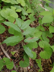 Synchysa tricincta