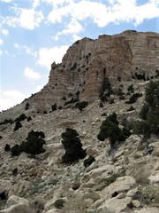 Juniperus
