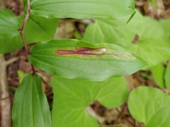 Synchysa tricincta