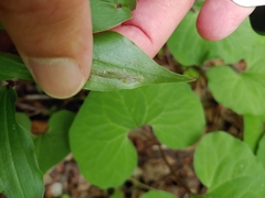 Synchysa tricincta