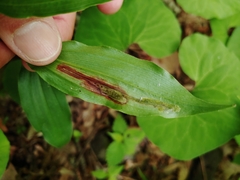 Synchysa tricincta