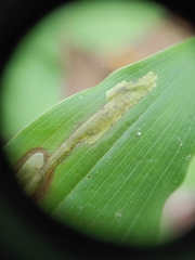 Synchysa tricincta