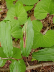 Synchysa tricincta