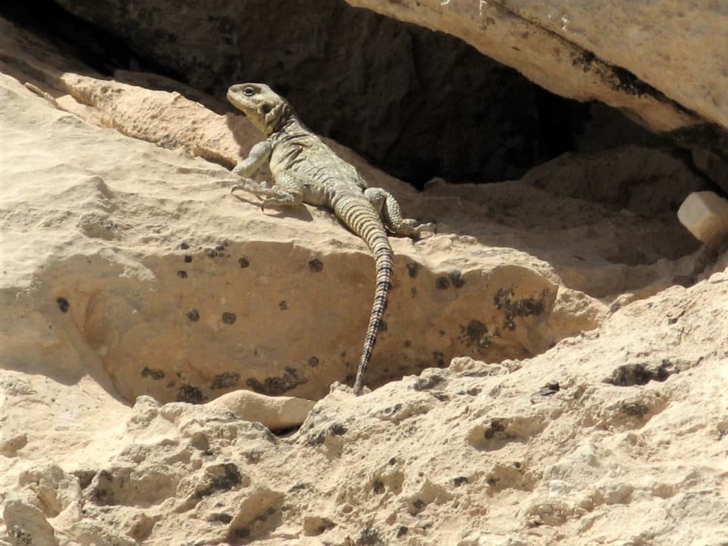 Small-Scaled Rock Agama