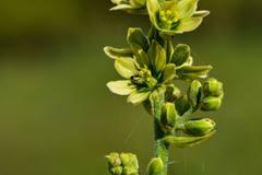 Veratrum album