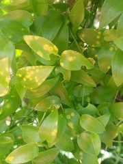 Puccinia myrsiphylli