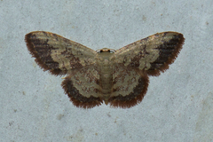 Idaea vacillata