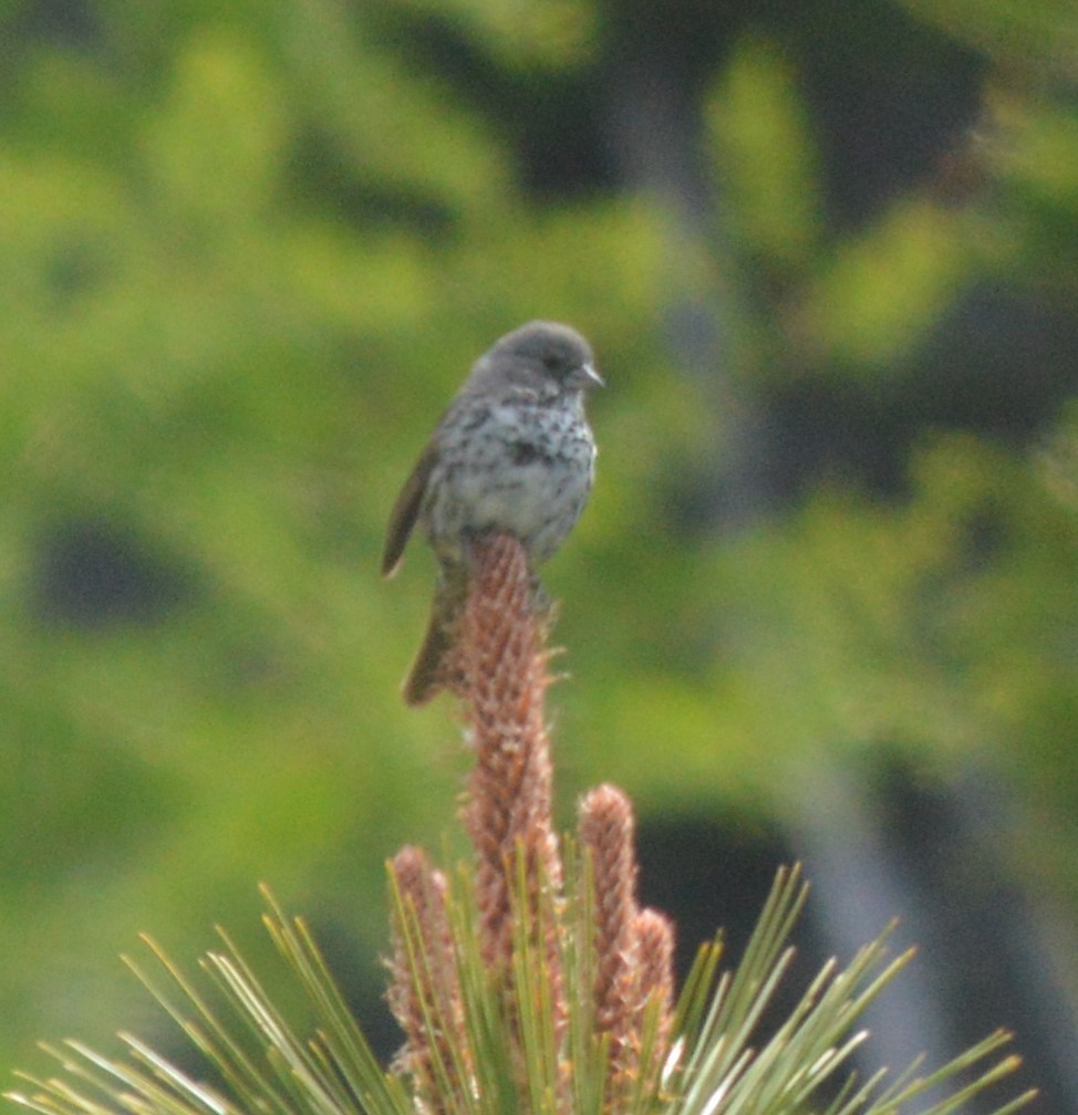 Slate-coloured Fox-sparrow