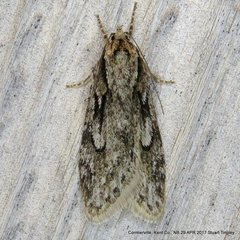Semioscopis aurorella