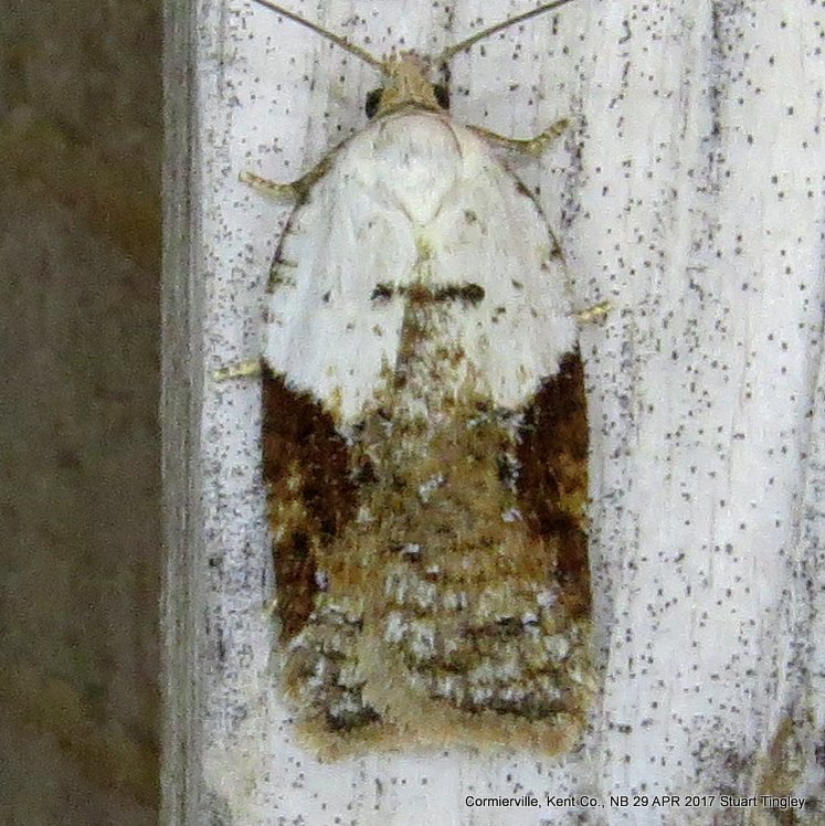 Alder Leafroller