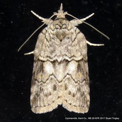 Nycteola