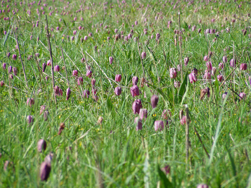 Fritillaria meleagris
