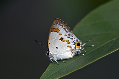 Hypolycaena othona othona