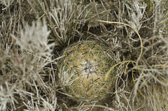 Coryphantha pallida