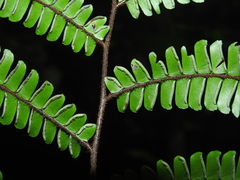 Adiantum pulverulentum