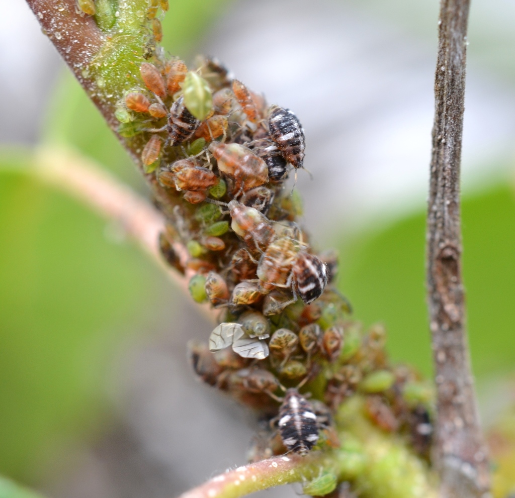 Brown Birch Thelaxid