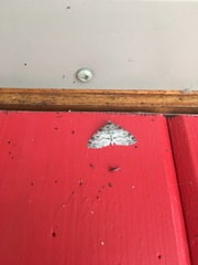 Lobophora nivigerata