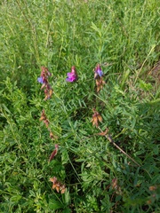 Vicia megalotropis
