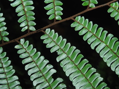 Adiantum pulverulentum