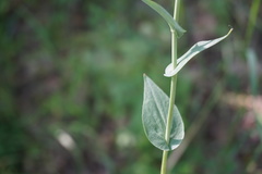 Conringia orientalis