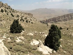 Juniperus