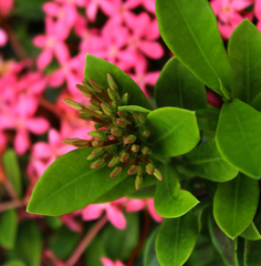 Ixora coccinea coccinea
