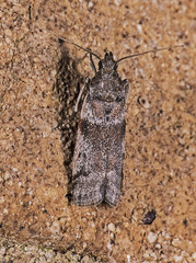 Amyelois transitella